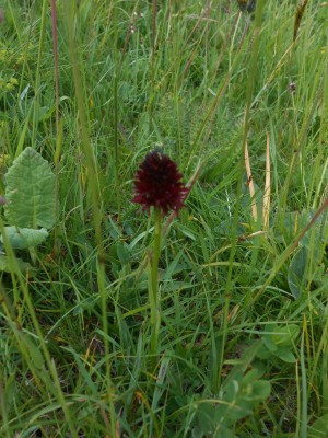 Orchidea Negritella