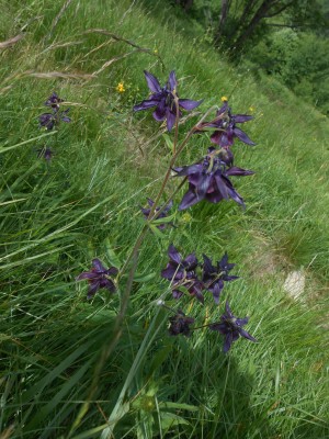 Aquilegia