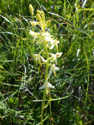 Orchidea Platantera