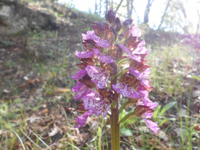 Orchidea Purpurea