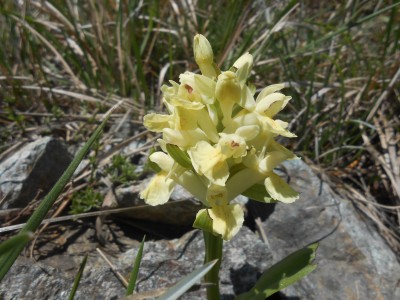 Orchidea Sambucina