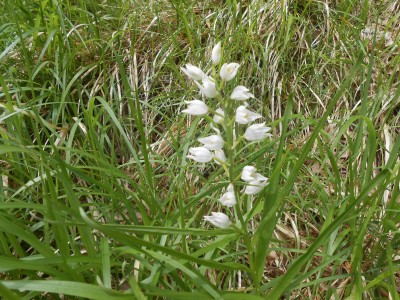 Orchidea Cefalantera