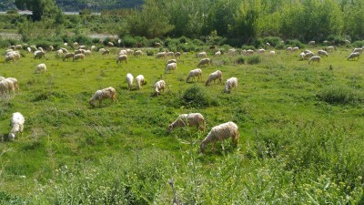 le pecore non erano sui monti, ma ripulivano il letto del fiume centa