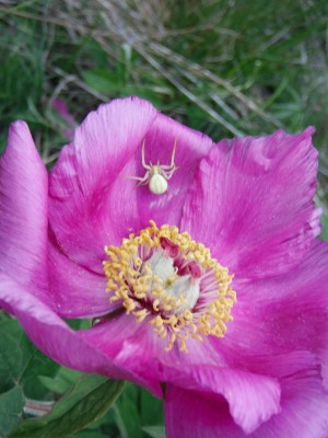 peonia piu' ragno granchio