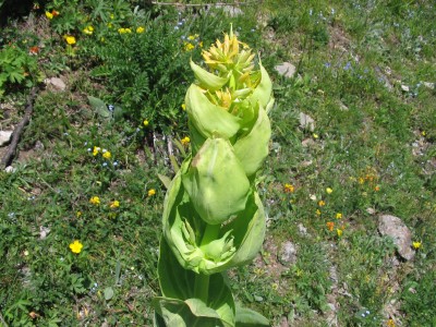 Genziana lutea.JPG