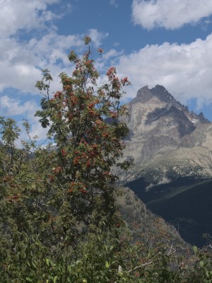 Sorbo dell'ucceltaore e Monviso