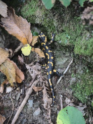 Salamandra