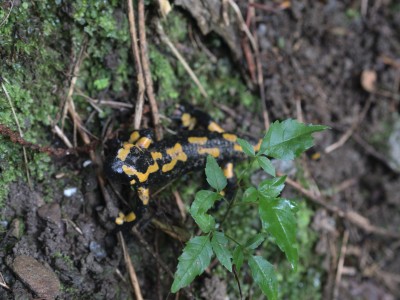 Salamandra