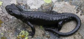 Salamandra Lanza.JPG