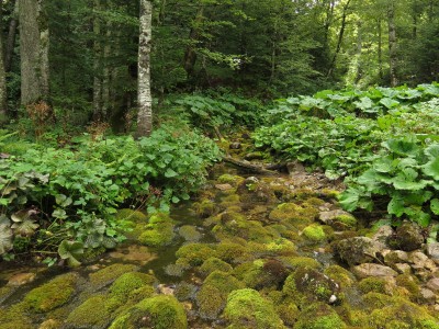 Parco regionale del Piva