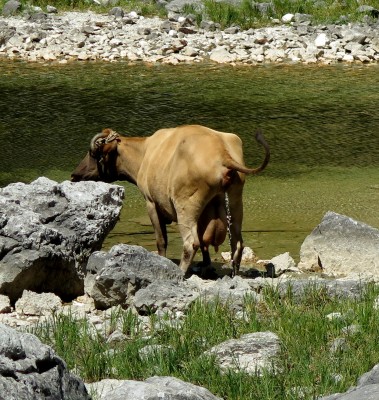 vacca al bagno