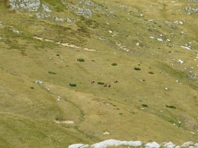 alcuni dei pochi animali selvatici incontrati durante il cammino