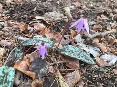 ci chiedevamo che fiore fosse