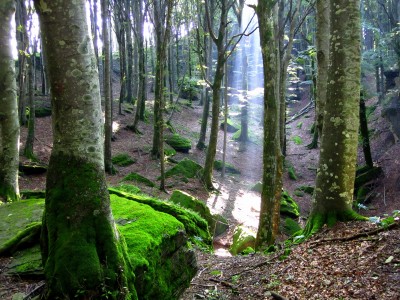 L'incantevole foresta di Sasso Fratino