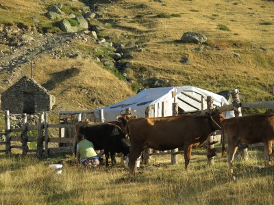 Mungitura mattutina a Dober Dol