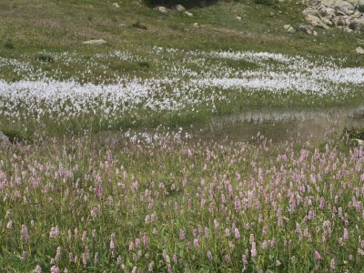 Persicaria e eriofori