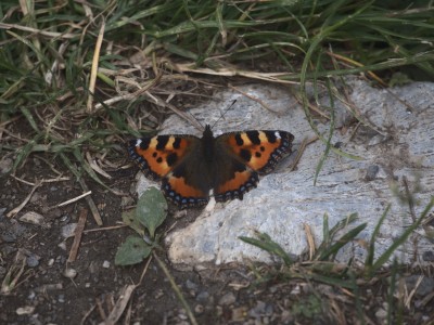 Vanessa dell'Ortica