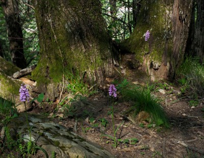 Dactylorhiza fuchsii.jpg