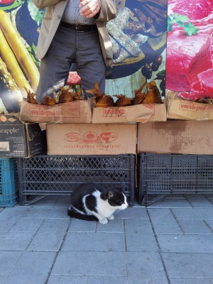 Mercato di Sevan: un raro esemplare di &quot;pesce-gatto&quot; :-)