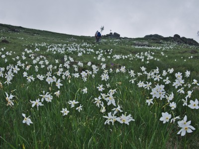 I narcisi all'acme della fioritura