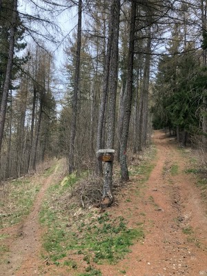 8 Il sentiero nel bosco.jpg