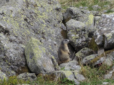 L'immancabile marmotta ai Prati del Vallone