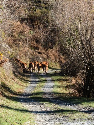 Vitelloni spaventati sulla strada di Vaccarezza