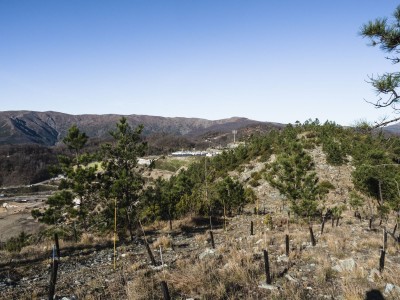 Il rimboschimento scendendo dal Bric dei Corvi Nord