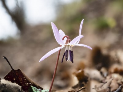 Inizio primavera