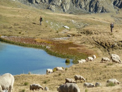 lago, pecore e somari.JPG
