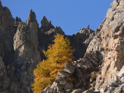 015 - Albero ingiallito e guglie Rocca Peroni.JPG