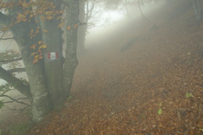 16 - Nebbia e Avml salendo al Dubasso.JPG