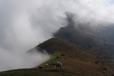 21 - Cavalli e cresta Pizzo d'Evigno lambita dalla nebbia.JPG