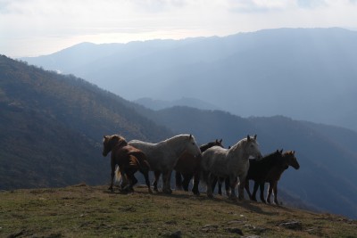 27 - Gruppo cavalli in cresta Pizzo d'Evigno con mare sullo sfondo.JPG