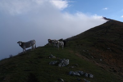 33 - Mucche e cresta Pizzo d'Evigno lambita dalla nebbia.JPG