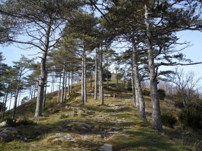 dpo l'ultima pineta appare la chiesa in vetta