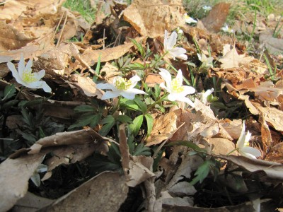 Anemoni