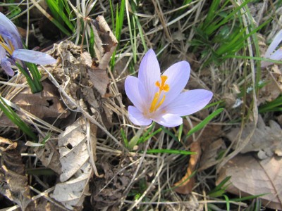 Intervista ad un crocus...