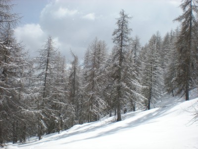 il bosco delle Navette è sempre una meraviglia