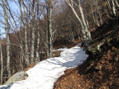 La stradina nel bosco di faggio