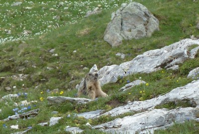 Marmotta238.JPG