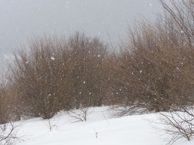 ...per fortuna un po' più in sù nevica...