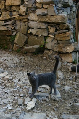 La gattina molto ruffiana