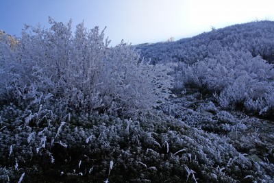 195 - Alberi ghiacciati guardando indietro scendendo al Pian Revelli piÃ¹ da vicino.jpg