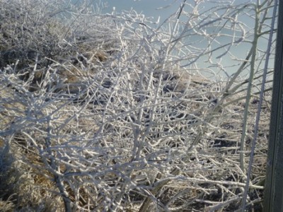 qualcosa di bianco.JPG