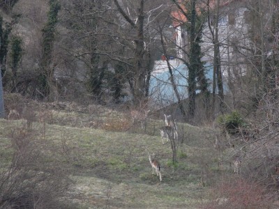 Torriglia