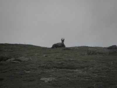 Il riposo del camoscio