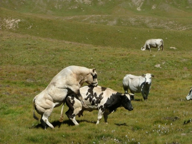 Power Bull