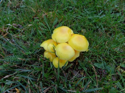 Giallo sul passo.JPG
