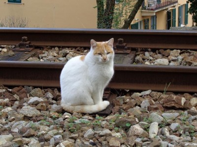 Micio Pendolare.JPG